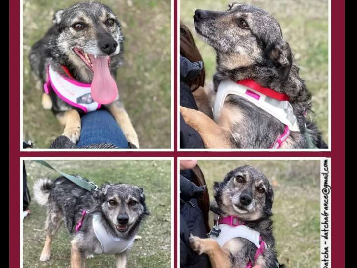 Adoption disponible : chienne de 5 ans au pelage gris