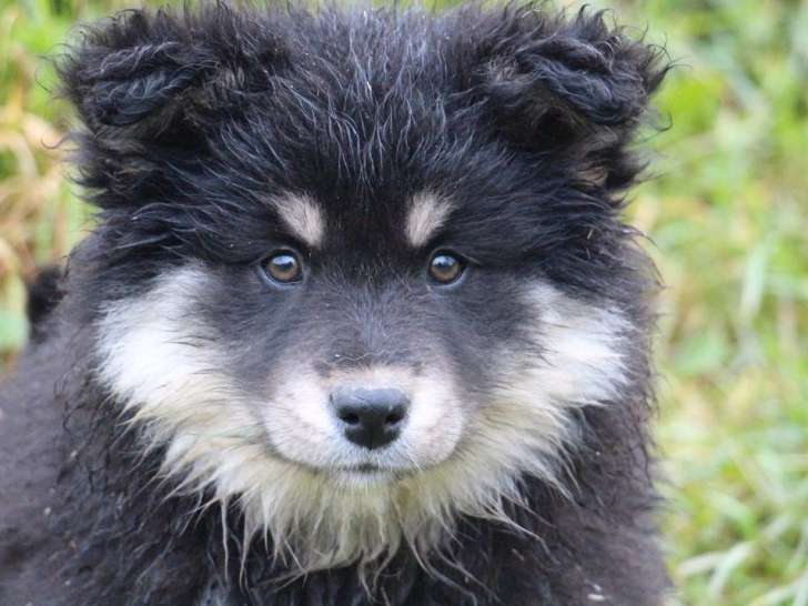 À réserver, 5 chiots Finnois de Laponie LOF nés en janvier 2026