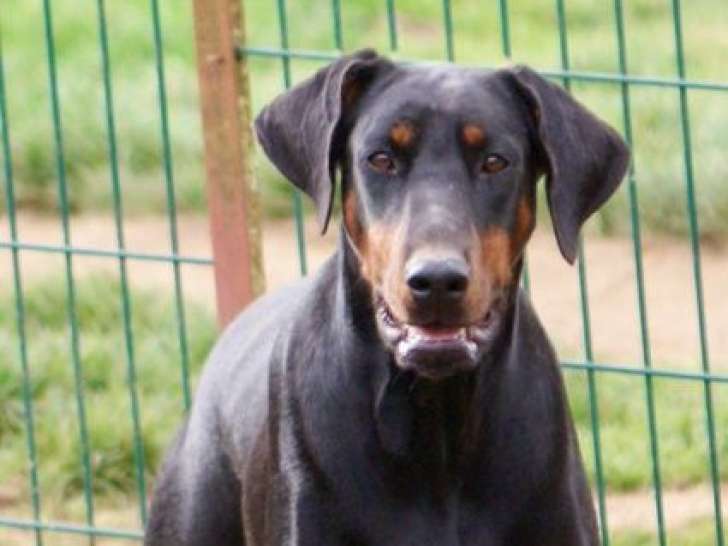 À vendre, une superbe femelle Dobermann LOF noir et feu née en juillet 2020