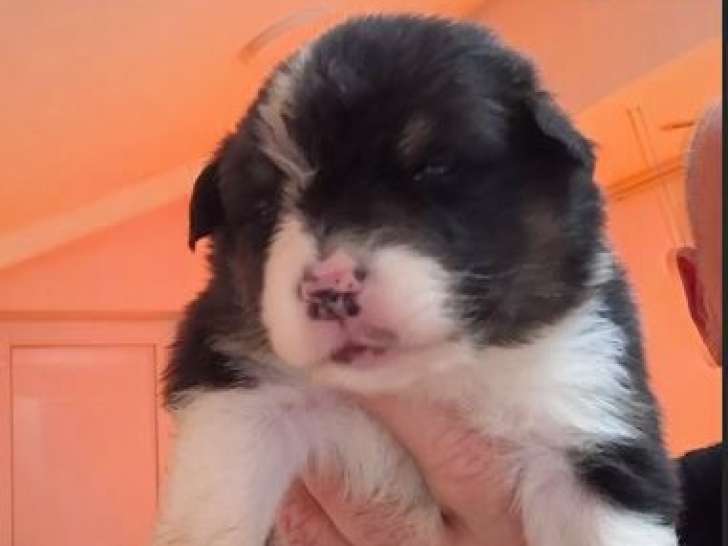 À réserver, 8 superbes chiots Bergers Australiens LOF