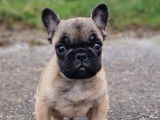 À vendre, un chiot Bouledogue Français mâle fauve né en décembre 2025