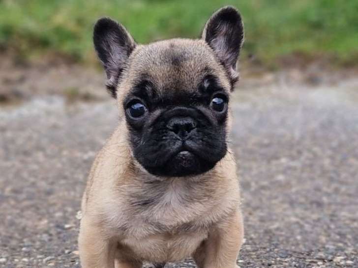 À vendre, un chiot Bouledogue Français mâle fauve né en décembre 2025