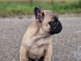À vendre, un chiot Bouledogue Français mâle fauve né en décembre 2025