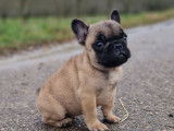 À vendre, un chiot Bouledogue Français mâle fauve né en décembre 2025