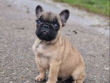 À vendre, un chiot Bouledogue Français mâle fauve né en décembre 2025