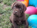 À vendre, un mâle Labrador chocolat LOF né en décembre 2025