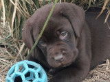 À vendre, un mâle Labrador chocolat LOF né en décembre 2025