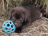 À vendre, un mâle Labrador chocolat LOF né en décembre 2025