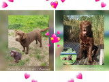 À vendre, un mâle Labrador chocolat LOF né en décembre 2025