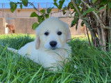 À vendre, 2 chiots Golden Retriever LOF nés en septembre 2025
