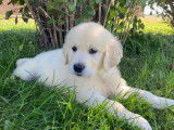 À vendre, 2 chiots Golden Retriever LOF nés en septembre 2025