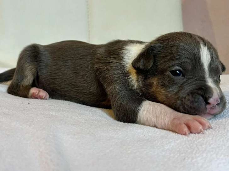 Réservation pour un chiot American Staffordshire Terrier, Femelle, LOF