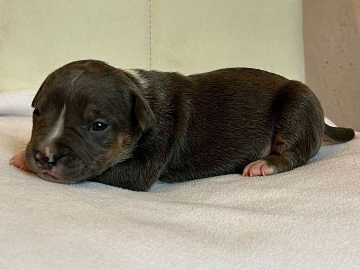 Mâle American Staffordshire Terrier, LOF, à réserver