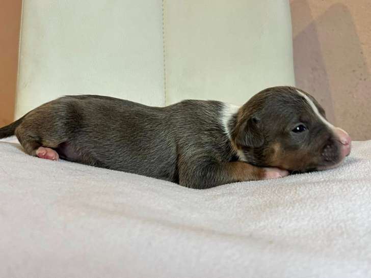 Chiot mâle American Staffordshire Terrier avec LOF - Réservation
