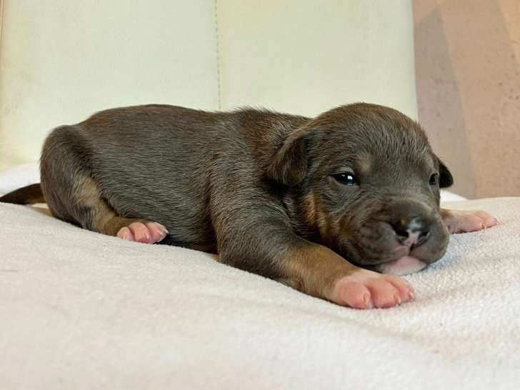 Disponible pour réservation - 1 Chiot American Staffordshire Terrier, Mâle inscrit LOF