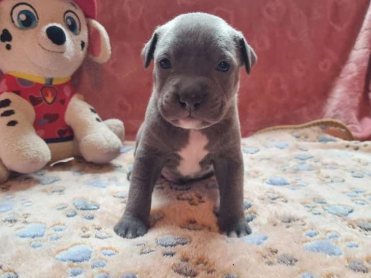 1 Mâle American Staffordshire Terrier bleu pan blanc, LOF, à réserver