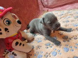 1 Mâle American Staffordshire Terrier bleu pan blanc, LOF, à réserver