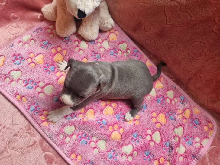 Réservation d’une Femelle American Staffordshire Terrier, LOF, 1 mois