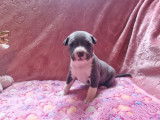 Réservation d’une Femelle American Staffordshire Terrier, LOF, 1 mois