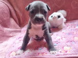 Réservation ouverte pour une Femelle American Staffordshire Terrier, LOF
