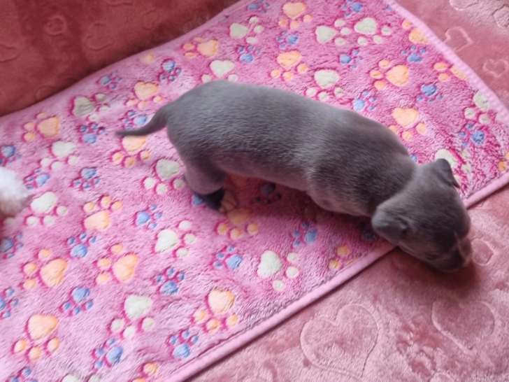 1 Mâle American Staffordshire Terrier bleu pan blanc LOF, à réserver