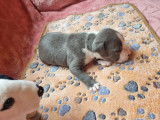 1 Mâle American Staffordshire Terrier bleu pan blanc LOF, en Réservation active