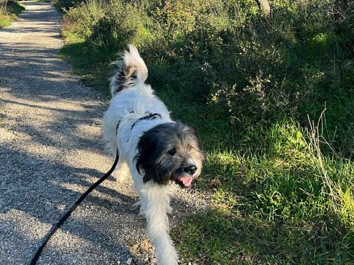 Chien Patou croisé Griffon à donner