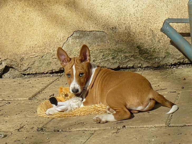 Un Mâle Basenji, LOF, en Réservation