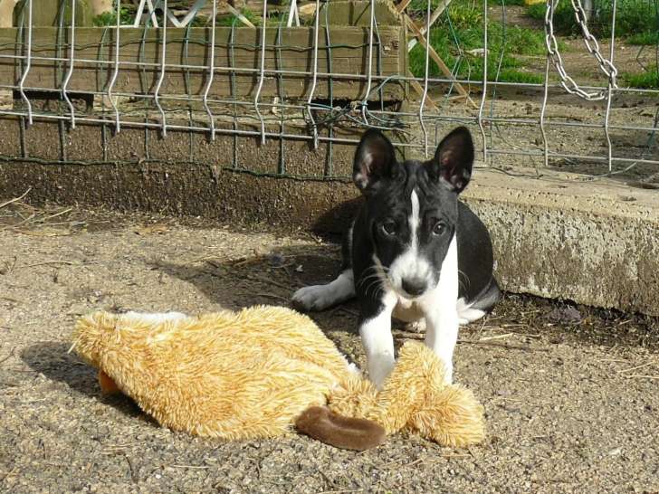 Réservation d’une Femelle Basenji, LOF
