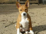 1 Femelle Basenji Fauve, LOF - Réservation
