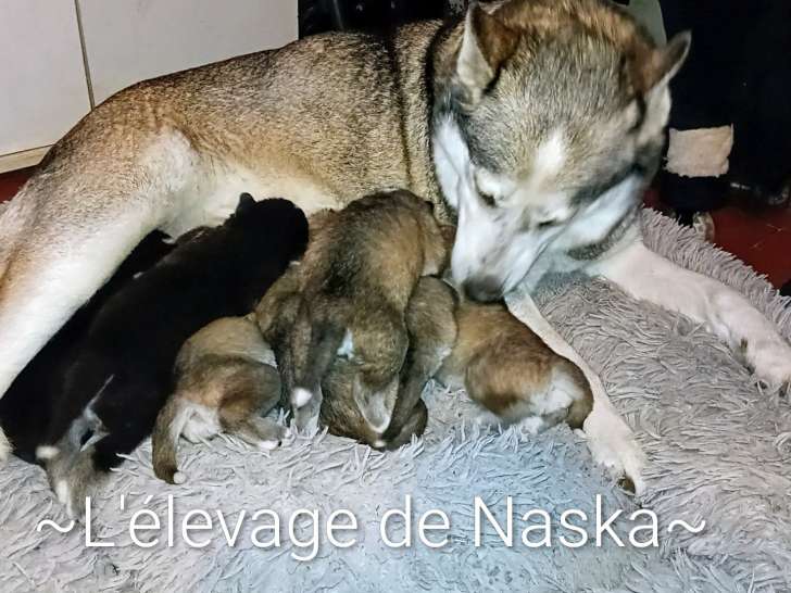 Chiots Husky de Sibérie à réserver