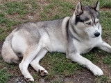 Chiots Husky de Sibérie à réserver