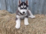 Chiots Husky de Sibérie à réserver