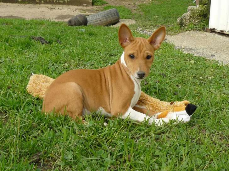 À réserver - 1 Femelle Basenji avec LOF