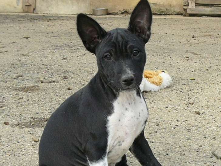 1 Femelle Basenji, LOF - à réserver
