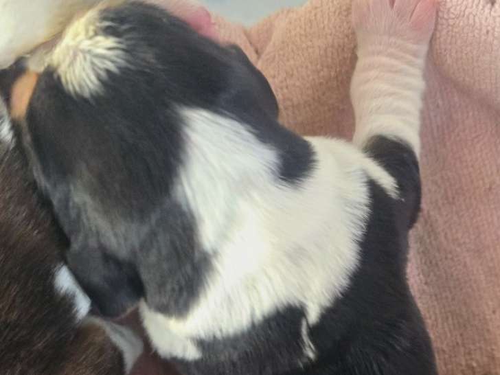 1 Mâle Basset Hound, LOF - Pour réservation