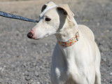 Duqui, grand Galgo Espagnol à adopter en association