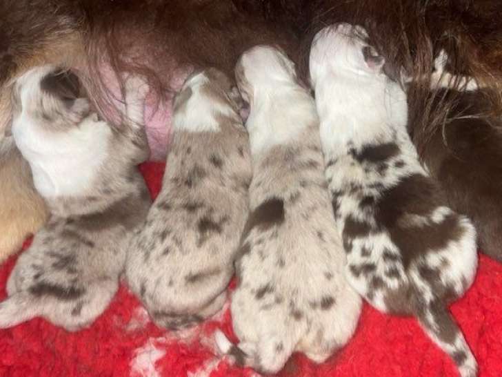 À réserver, 4 chiots Berger Australien non LOF nés en février 2026