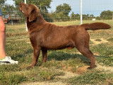 À vendre, un mâle Labrador LOF de 2 ans