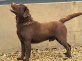 À vendre, un mâle Labrador LOF de 2 ans