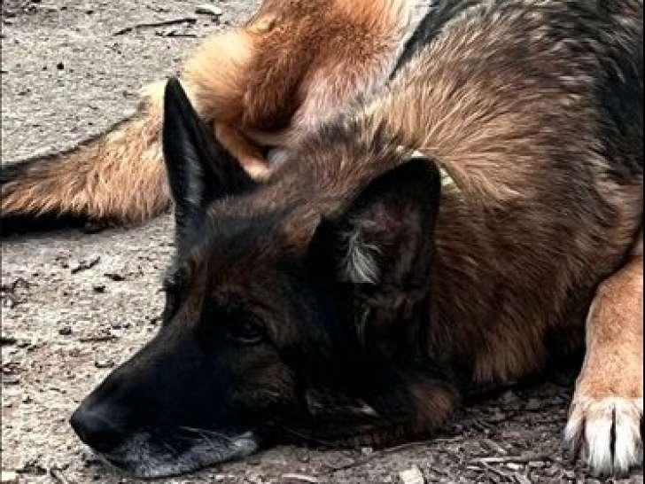 À vendre, une chienne Berger Allemand retraitée