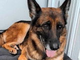 À vendre, une chienne Berger Allemand retraitée