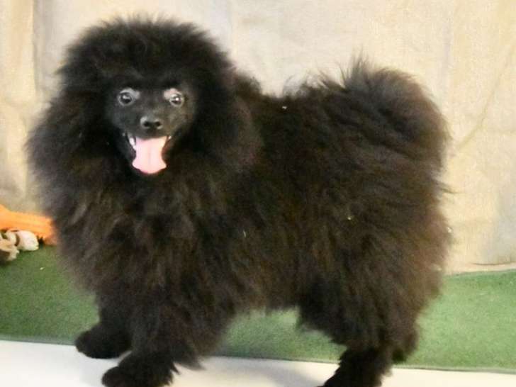 À vendre, 3 Spitz Allemands noirs catégorie Petit, nés en octobre 2025