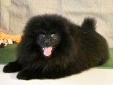 À vendre, 3 Spitz Allemands noirs catégorie Petit, nés en octobre 2025