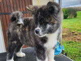 À vendre, 2 chiots mâles Akita Inu LOF nés en novembre 2025