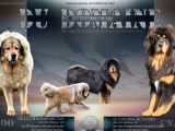 À réserver, 11 chiots Dogue du Tibet LOF nés en février 2026, 5 mâles et 6 femelles