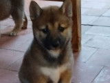 À réserver, 5 chiots Shiba Inu non LOF nés en janvier 2026