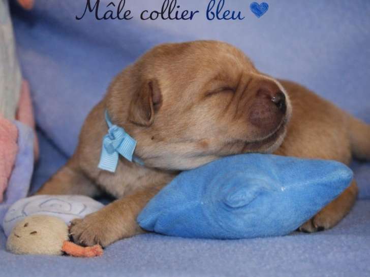 À réserver, 5 chiots mâles Labrador LOF sable foncé (red fox) nés en février 2026