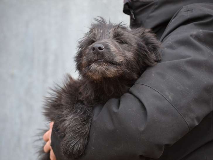 Enya, chiot femelle croisée Border Collie à adopter en association