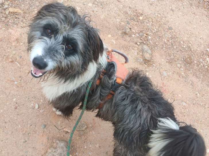 Miku, chienne douce et très affectueuse à adopter en association